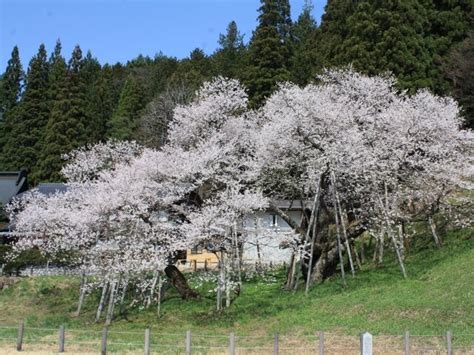 臥龍桜 開花状況|臥龍桜2024花見の混雑状況やトイレは？ライトアップや開花状。